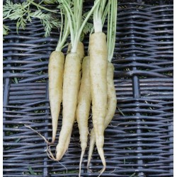 Lunar White – weiße Möhre - Karotte Samen