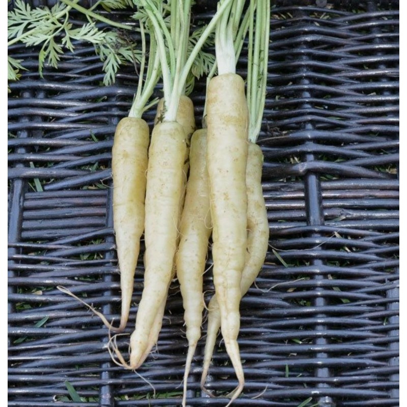 Price: €1.55 - Semillas Zanahoria Blanca LUNAR WHITE - 