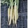Carrot Seeds LUNAR WHITE
