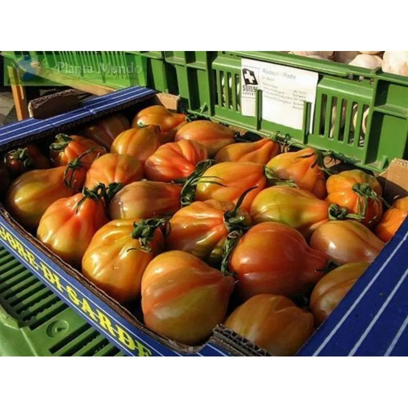 Charlie Chaplin tomato seeds
