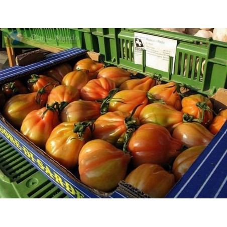 Price: €1.95 - Sementes de tomate CHARLIE CHAPLIN -