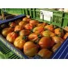 Charlie Chaplin tomato seeds