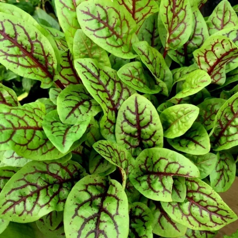 Semillas de Aceas, aceda, acedera (Rumex acetosa)