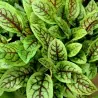 Graines de OSEILLE COMMUNE (Rumex acetosa)