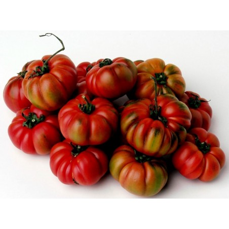Price: €1.65 - Seme paradajza Costoluto Genovese - Seeds Gallery