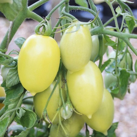 Price: €1.65 - Seme paradajza Krem Kobasica (Cream Sausage) - Seeds Gallery