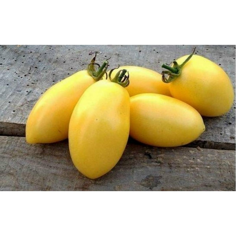 Price: €1.65 - Semillas de tomate Crema de salchicha (Cream Sausage) - Seeds Gallery