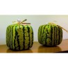 Price: €1.85 - Seme Kockaste Lubenice - Seeds Gallery