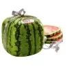 Square Watermelon Seeds