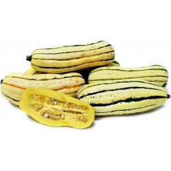 Price: €1.65 - Seme tikvice Delicata - Seeds Gallery
