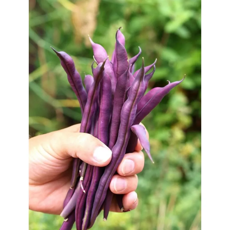 Graines Haricot Carminat A Cosse Violette