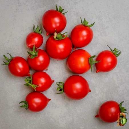 Price: €1.85 - Sementes de Tomate GERANIUM KISS - Seeds Gallery
