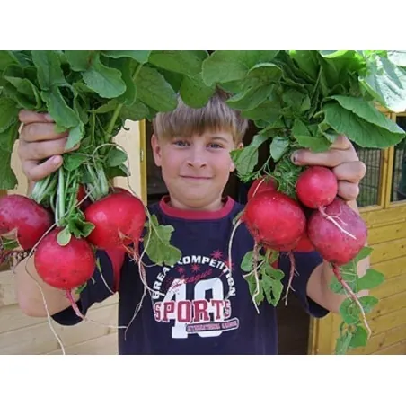 Giant Radish Seeds ROSSO GIGANTE