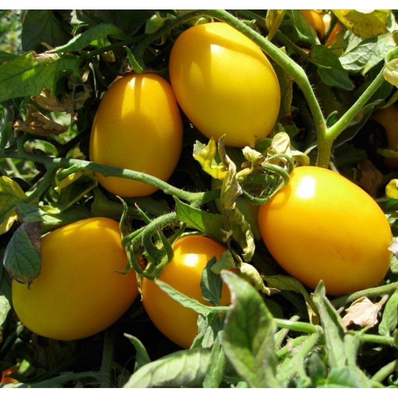 Price: €1.75 - GOLD ROMA Tomato Seeds - Seeds Gallery