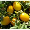 Price: €1.75 - Golden Roma Tomaten Samen - Seeds Gallery