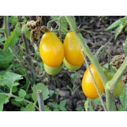 GOLD ROMA Tomato Seeds