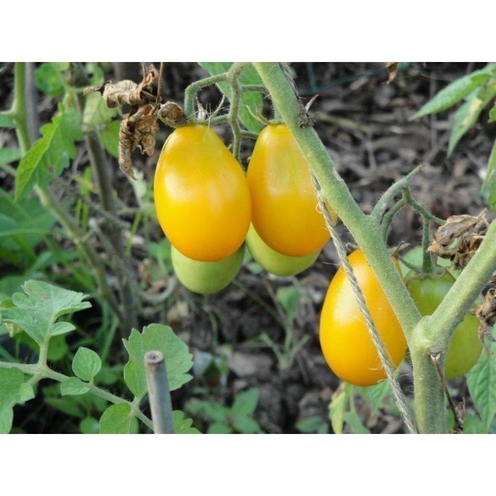 GOLD ROMA Tomato Seeds - 1.575