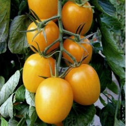 Golden Roma Tomaten Samen