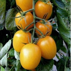 Price: €1.75 - Ντομάτα σπόρος GOLD ROMA - Seeds Gallery