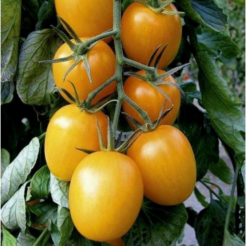 Price: €1.75 - Tomat frön GOLD ROMA - Seeds Gallery
