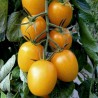 Price: €1.75 - Tomat frön GOLD ROMA - Seeds Gallery