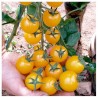 Price: €1.85 - Goldkrone Cherry Tomato Seeds - 