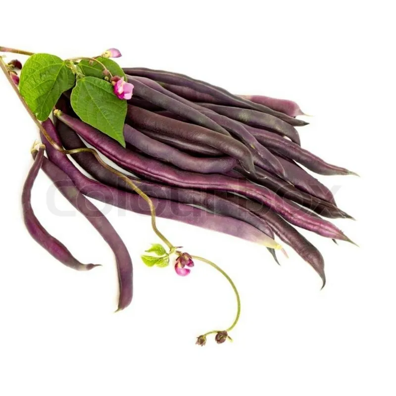 Graines Haricot Carminat A Cosse Violette