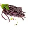 Graines Haricot Carminat A Cosse Violette