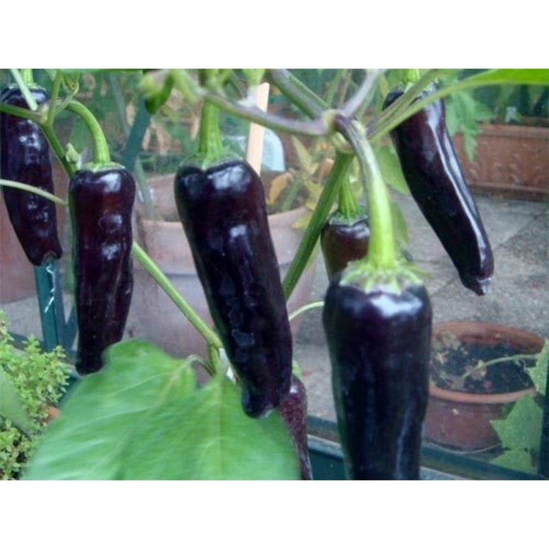 Price: €1.65 - MARCONI PURPLE Seme Slatke Paprike - Seeds Gallery