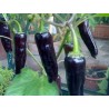 Price: €1.65 - MARCONI PURPLE Seme Slatke Paprike - Seeds Gallery