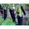 Söt Paprika Frön MARCONI PURPLE