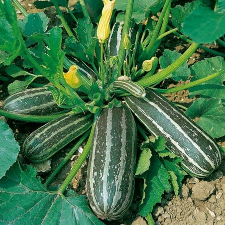 Price: €2.1 - Semillas de Calabacín MARROW LONG GREEN BUSH - Seeds Gallery