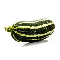 Zucchini Samen MARROW LONG GREEN BUSH