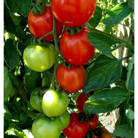 Moneymaker Tomato seeds