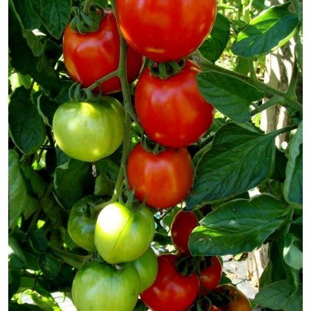 Price: €1.5 - Tomatensamen Moneymaker - 