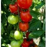 Moneymaker Tomato seeds