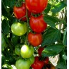 Price: €1.5 - Tomatensamen Moneymaker - 