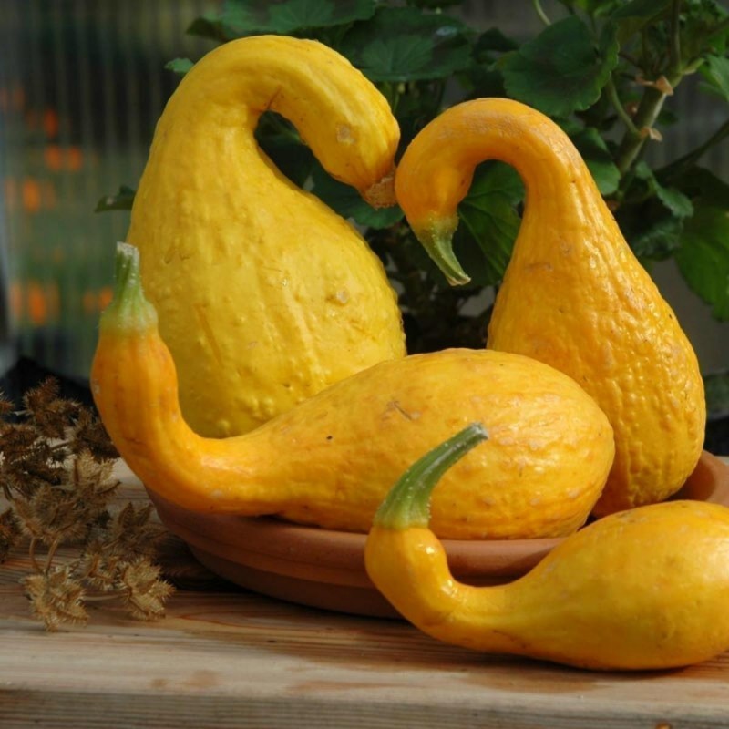 Semi di Zucca ornamentale A COLLO DI CIGNO