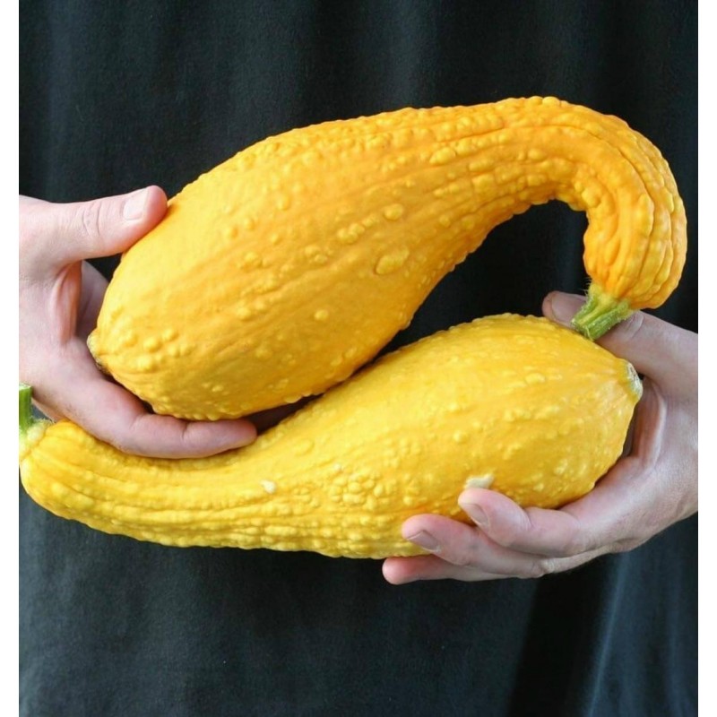 Price: €2.75 - Semi di Zucca ornamentale A COLLO DI CIGNO - 