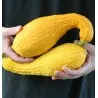 Ornamental Crookneck Squash Seeds