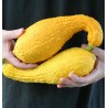 Price: €2.75 - Semi di Zucca ornamentale A COLLO DI CIGNO - 