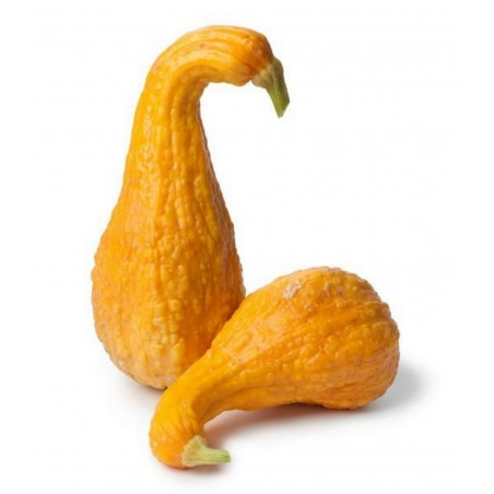 Price: €2.75 - Prydnads kalebass Frön WRYNECKS -