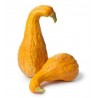 Price: €2.75 - Semi di Zucca ornamentale A COLLO DI CIGNO - 
