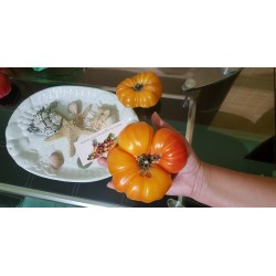 PINEAPPLE Beefsteak Tomato Seeds