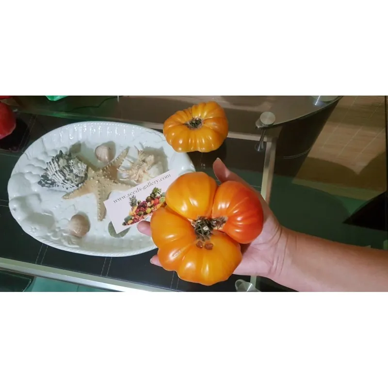 Pineapple Beefsteak Tomato Seeds