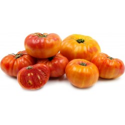 Semillas de tomate PIÑA - PINEAPPLE