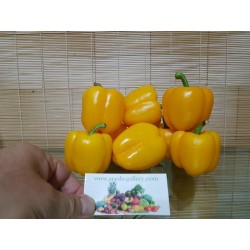 QUADRATO D'ASTI GIALLO Sweet Pepper Seeds