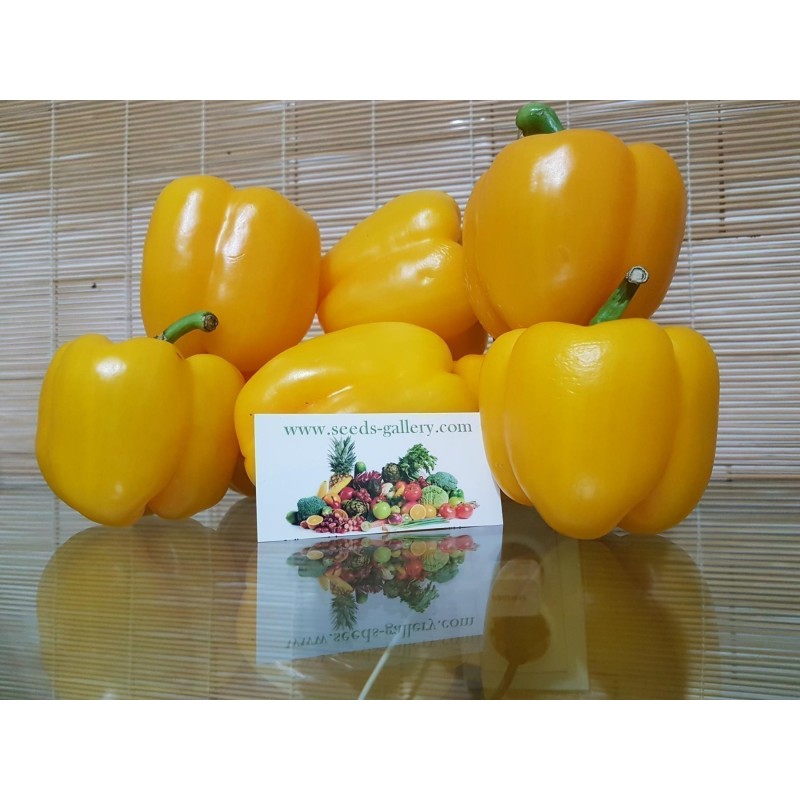 Quadrato Dasti Giallo - Rosso Paprika frön