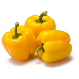 Quadrato Dasti Giallo - Rosso Sweet Pepper Seeds - 1.485