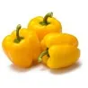Σπόροι Πιπεριά Quadrato Dasti Giallo - Rosso